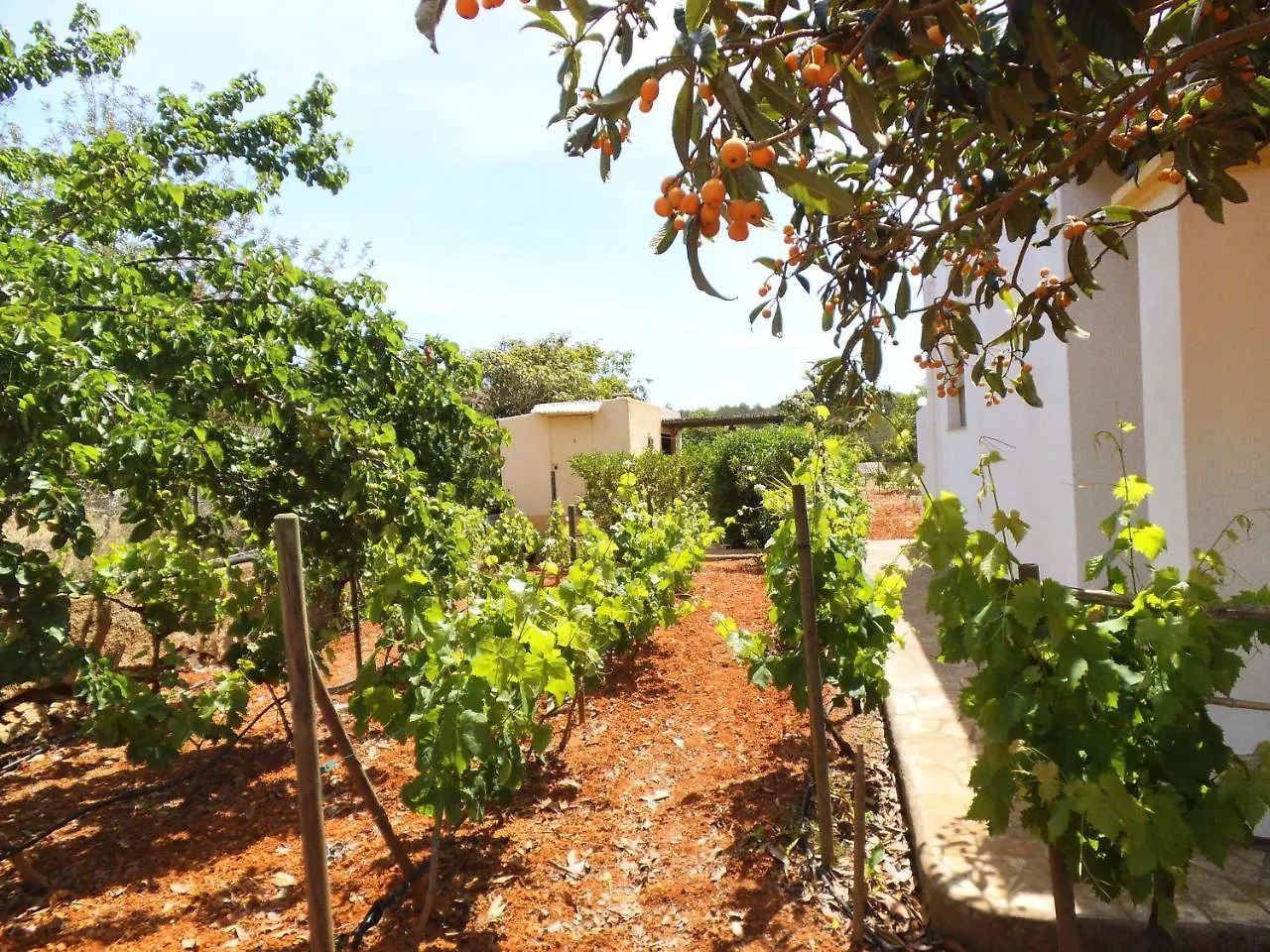 Villa Can Turrent Sant Carles de Peralta